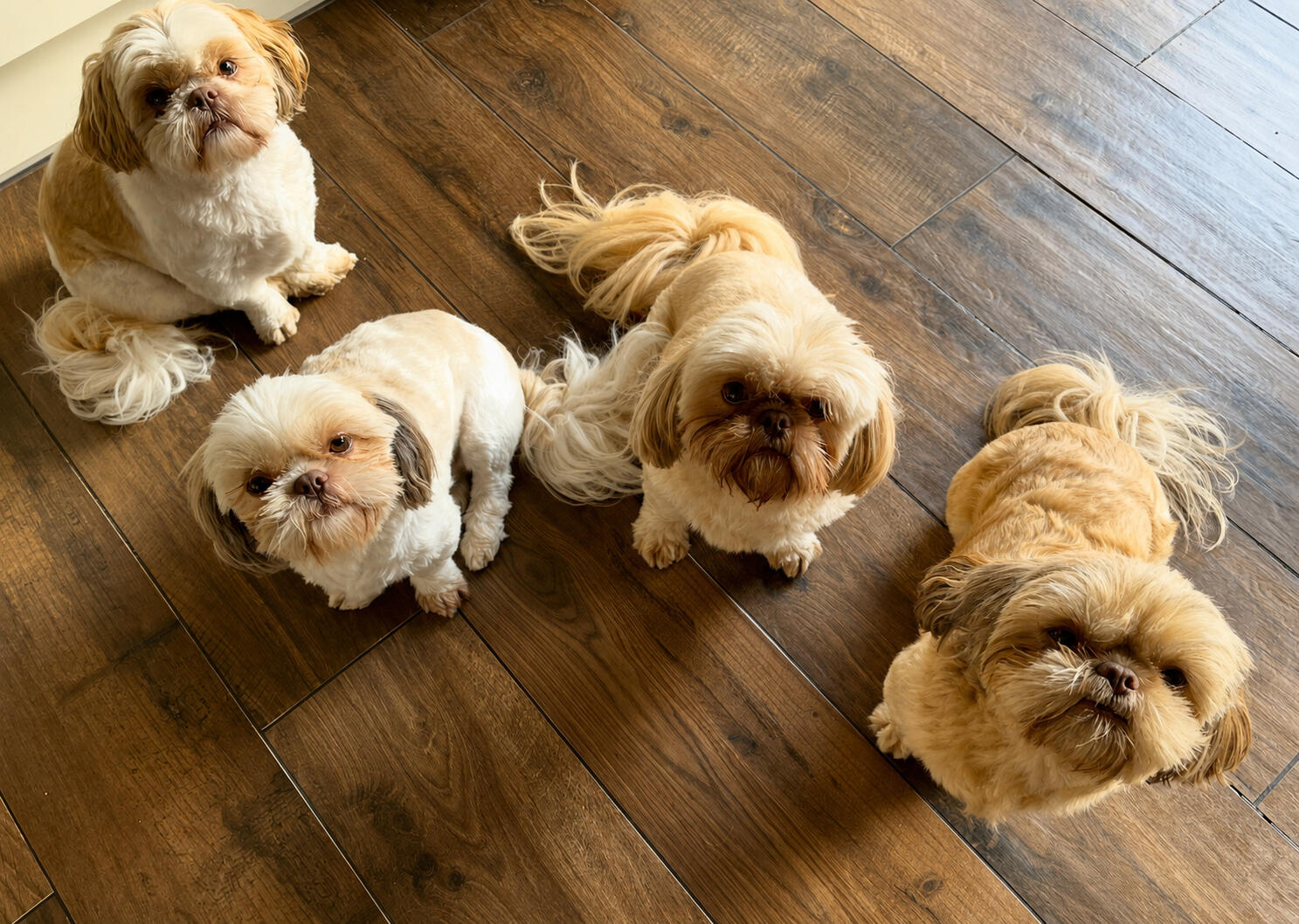 The Real Dogs Behind The Characters